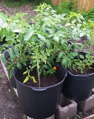 crop tomatoes